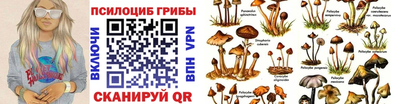 купить   Тотьма  Галлюциногенные грибы Psilocybe 